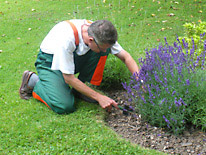 Garten-Pflege Siegen: Beetpflege