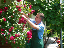 Garten-Pflege Siegen: Rosenpflege