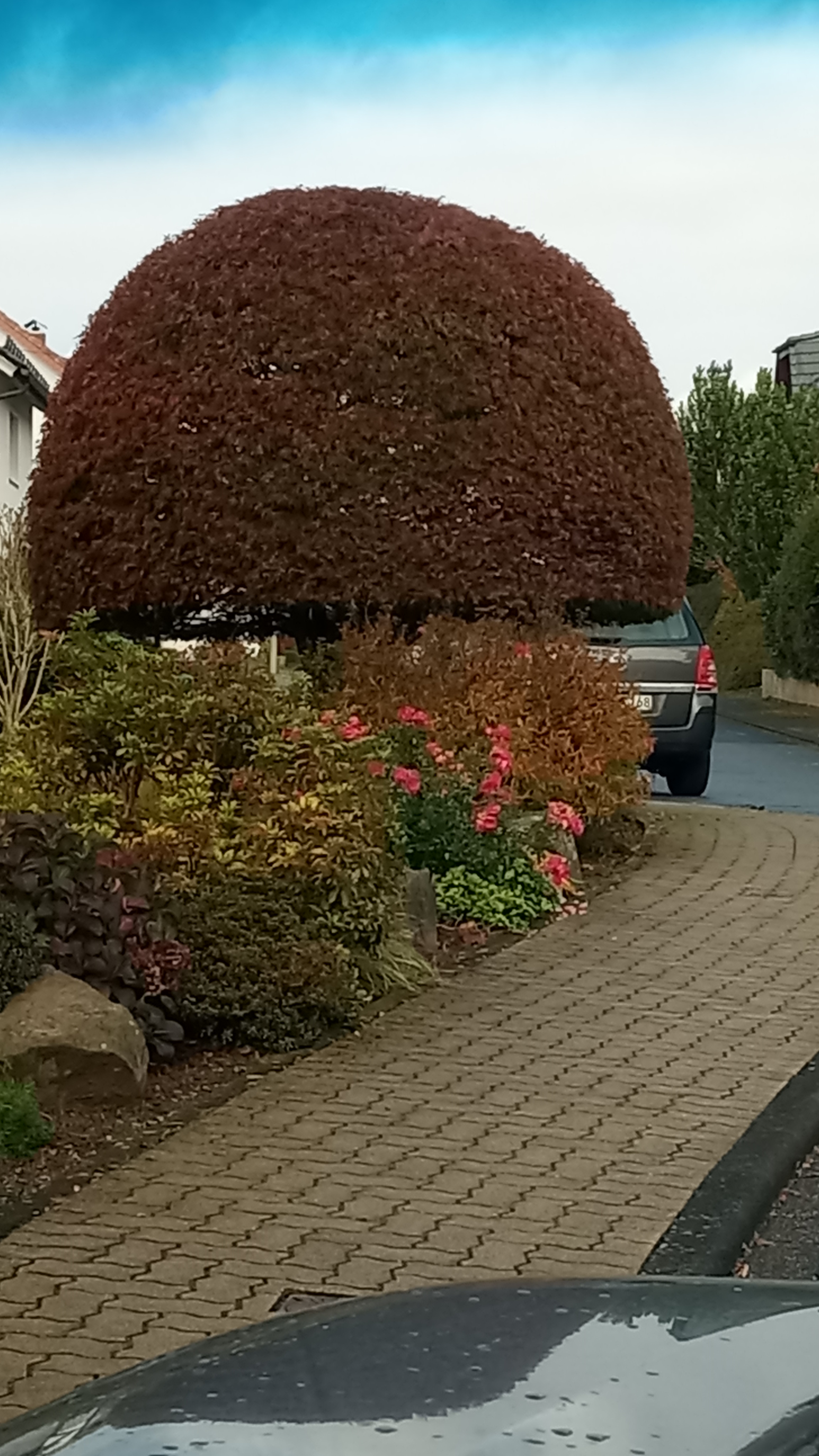 Garten-Pflege Siegen: Strauchschnitt